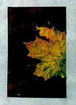 Manualidades de otoño