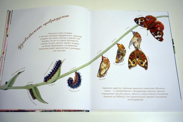 Escarabajos, polluelos, mariposas. Estudiamos la naturaleza junto con niños