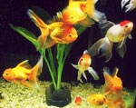 Adaptación de peces en un nuevo acuario
