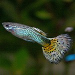 Guppies de peces de acuario Guppies de peces de acuario