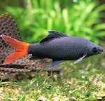 Peces de acuario: Labeo Peces de acuario: Labeo