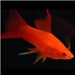 Espadas de peces de acuario Espadas de peces de acuario