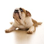 Artritis en perros