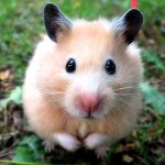 Enfermedades de hamsters