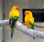 Enfermedades de loros