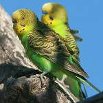Enfermedades de loros ondulantes