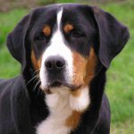 Gran perro de montaña suizo