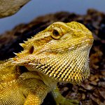 Agama barbudo en tu terrario