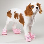 Botas para perros: ¿un nuevo capricho de los dueños? Botas para perros: ¿un nuevo capricho de los dueños?