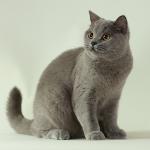 Azul británico