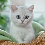 Chinchilla británica