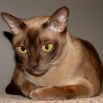Gato birmano Gato birmano