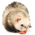 ¿Qué alimentar al hurón?