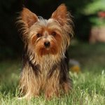¿Qué alimentar al Yorkshire terrier?