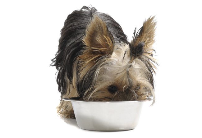 ¿Qué alimentar al Yorkshire terrier?
