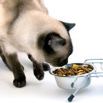 Qué alimentar a un gato castrado