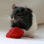 Cómo alimentar a una rata Cómo alimentar a una rata