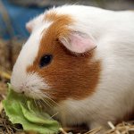 Qué alimentar conejillo de Indias