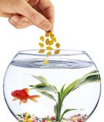 Que alimentar peces