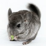 Qué alimentar a la chinchilla