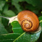 Qué alimentar a los caracoles