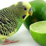 Qué alimentar al loro ondulado Qué alimentar al loro ondulado