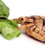¿Qué come la tortuga?