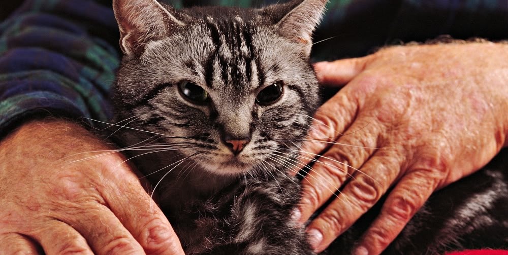 Jaula de gato