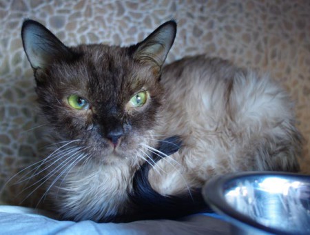 Jaula de gato