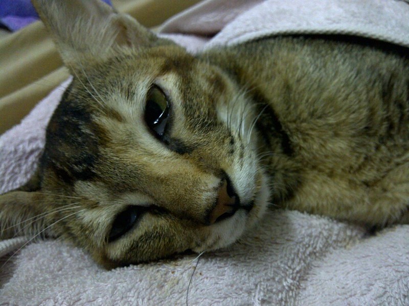 Jaula de gato