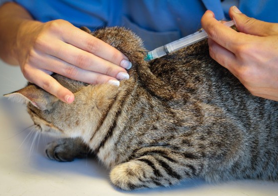 Jaula de gato