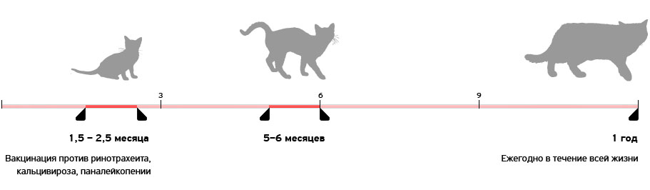 Jaula de gato