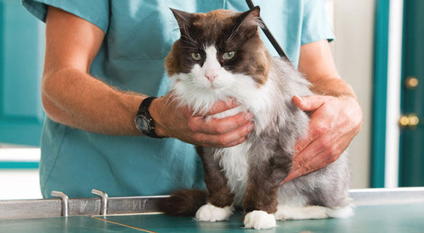 Jaula de gato