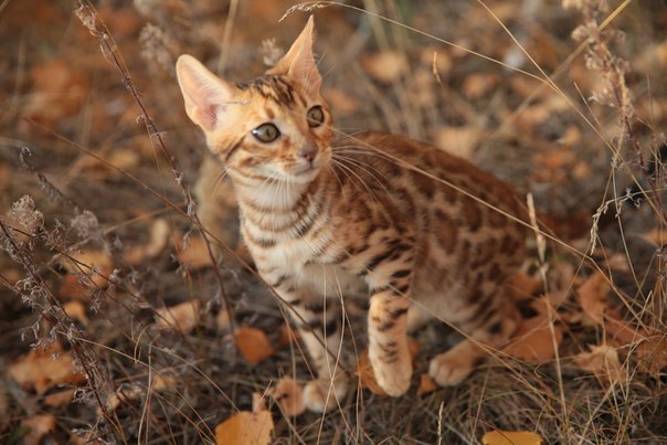Jaula de gato