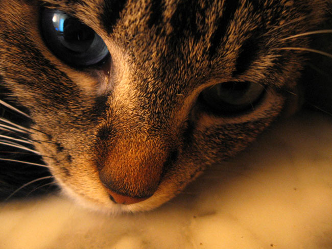 Jaula de gato