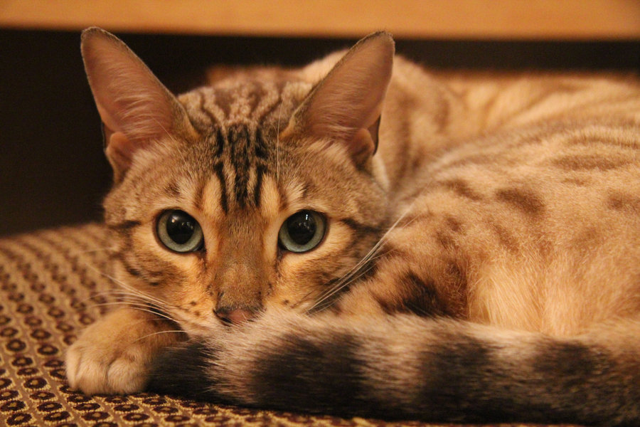Jaula de gato