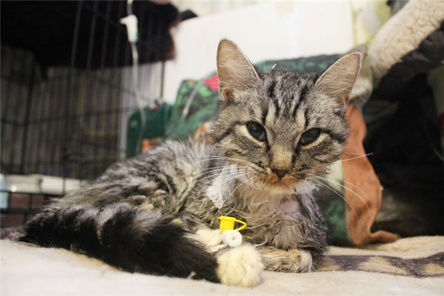 Jaula de gato