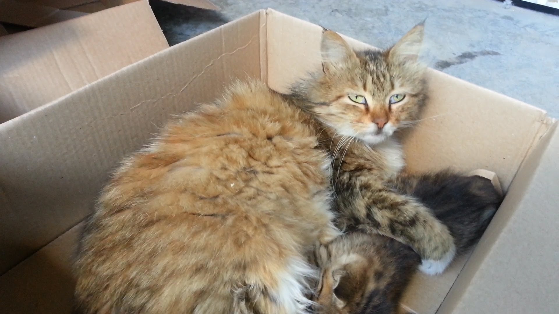 Jaula de gato