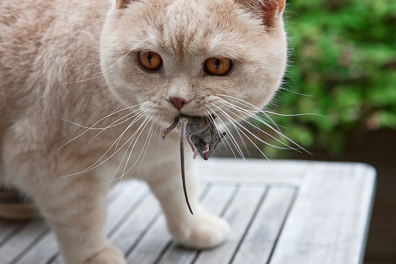 Jaula de gato