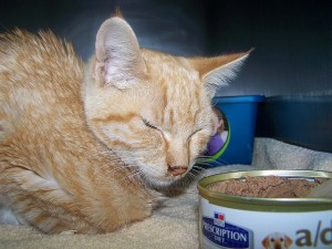 Jaula de gato