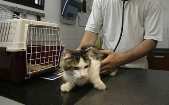Jaula de gato