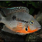 Cichlids en el acuario