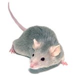 Ratón decorativo: mantenimiento y cuidado