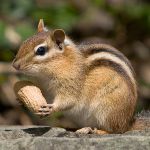 Ardilla casera Ardilla casera