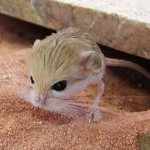 Home jerboa: mantenimiento y cuidado Home jerboa: mantenimiento y cuidado