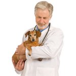 Epilepsia en perros Epilepsia en perros