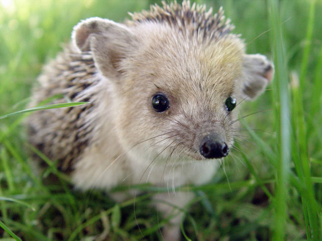 Hedgehog orejado en casa