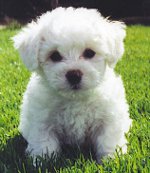 Boloñesa francesa (Bichon Frise)