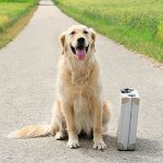 ¿Dónde dejar al perro de vacaciones?