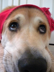 Distal para perros